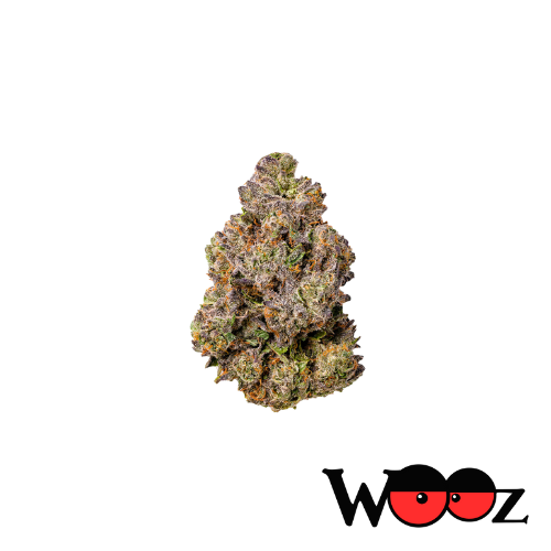 Pink Gucci - Indica